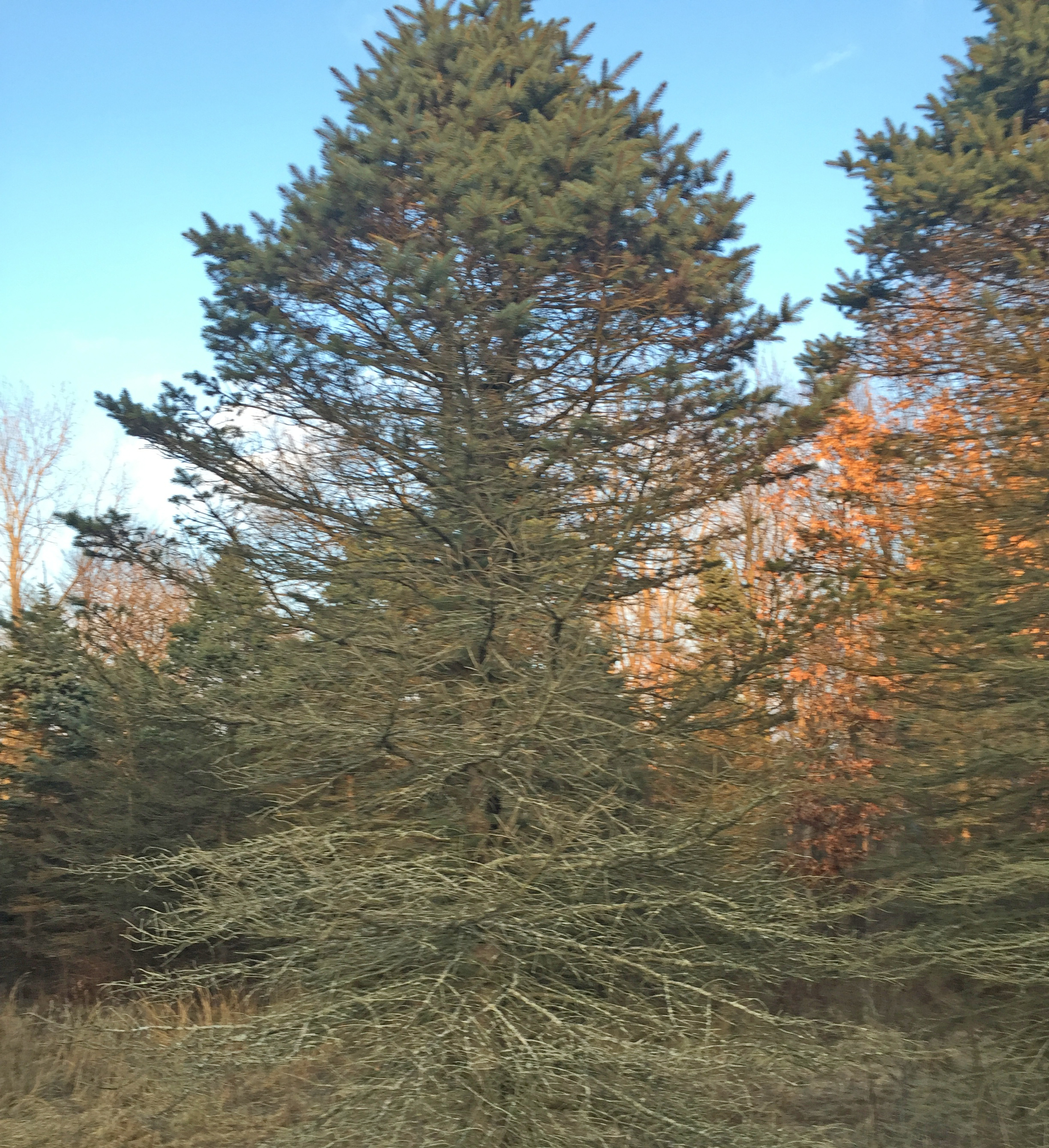 Blue spruce