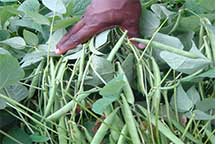 man grabbing leafs