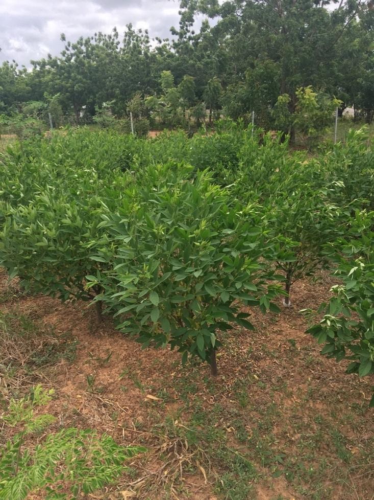 pigeonpea_field