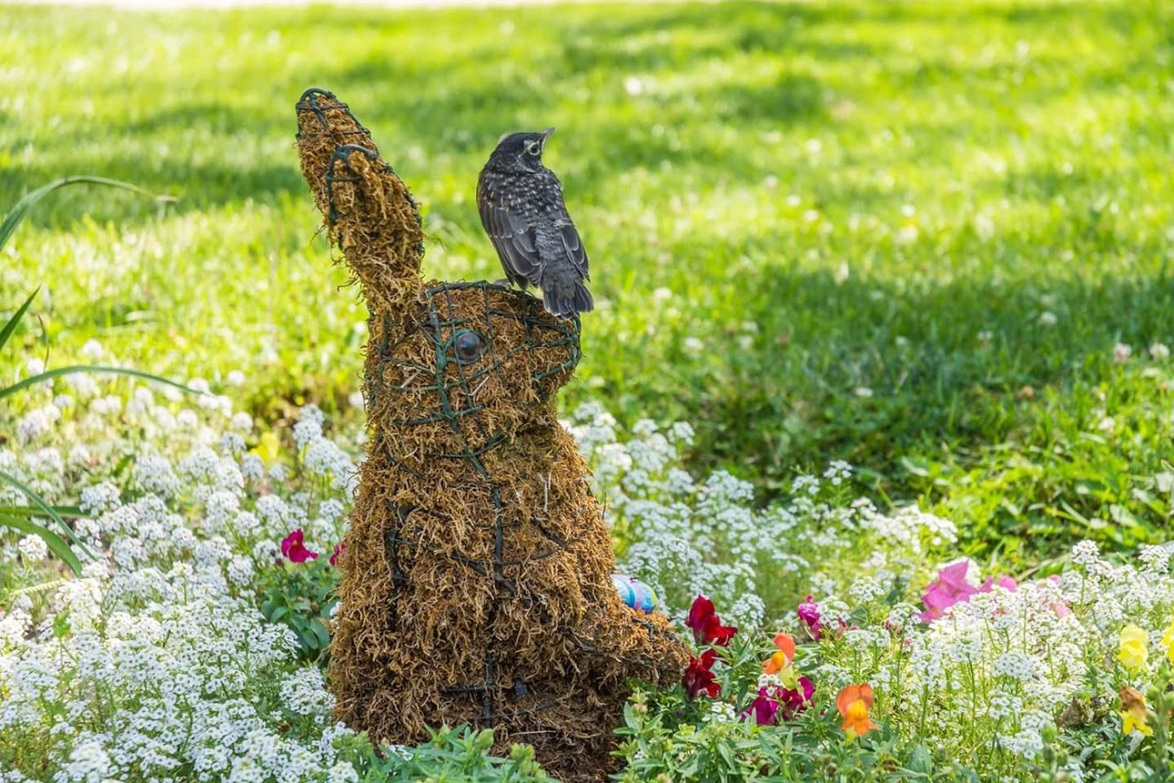 Rung Rabbit Where the peacocks and elephant play - MSU Extension Master Gardener ...