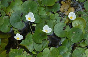 European frogbit