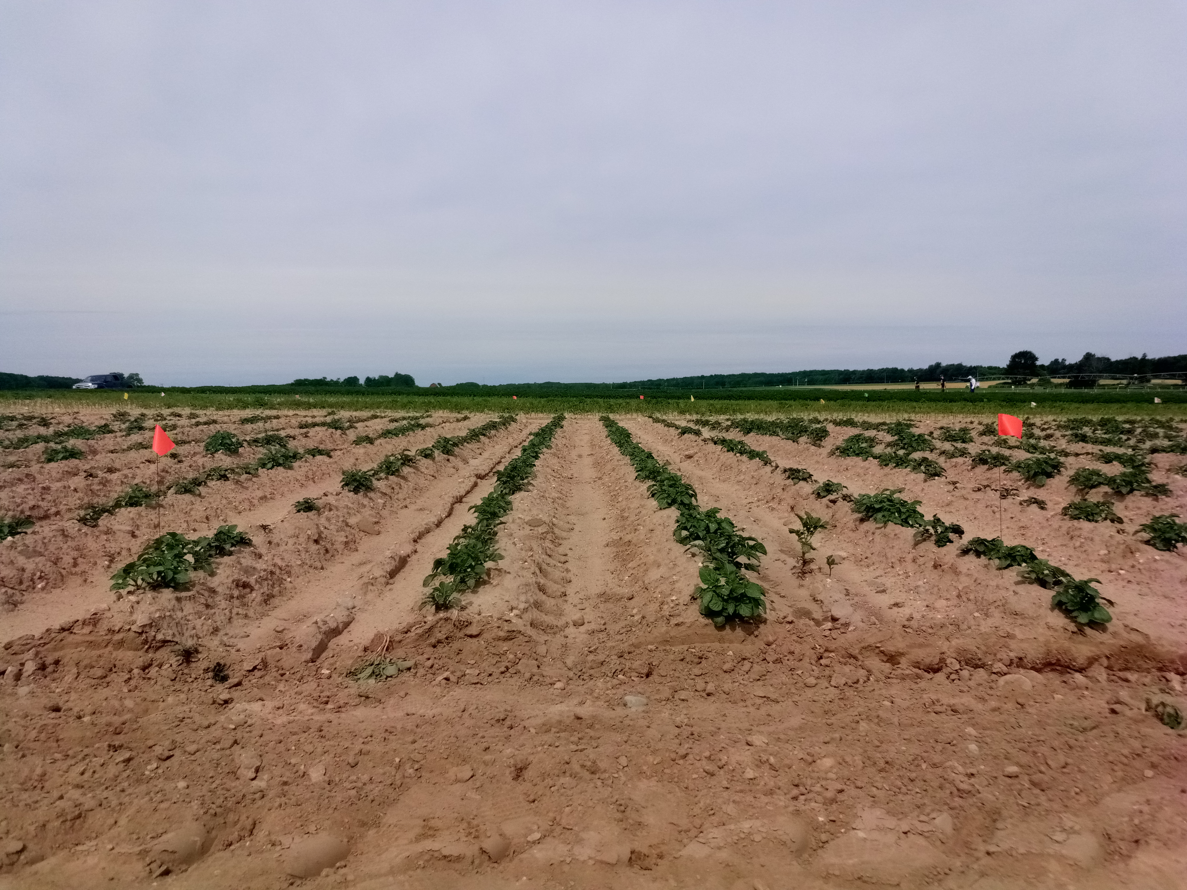 Photo of potato nematicide evaluation field trial.