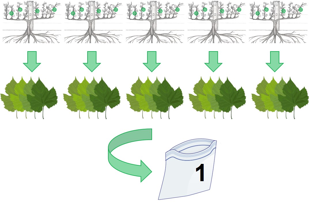 Diagram showing a composite sample of five grapevines for virus testing.