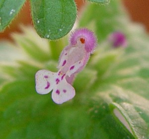 Close up of Henbit flower