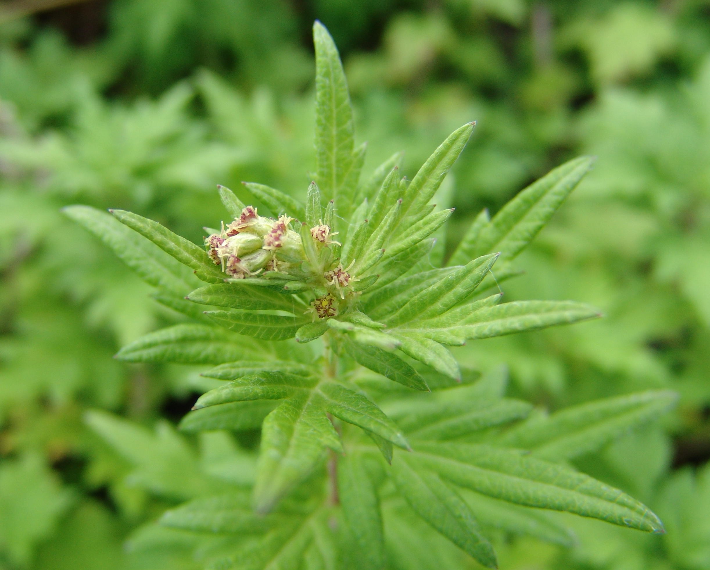 Mugwort Artemisia Vulgaris Plant Pest Diagnostics