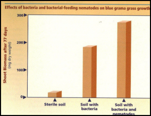 Graph demonstrating improved growth of a blue grama grass in the presence of bacteria and bacterial-feeding nematodes compared to sterile soil.