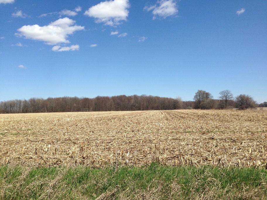 photo of a corn field after harvest