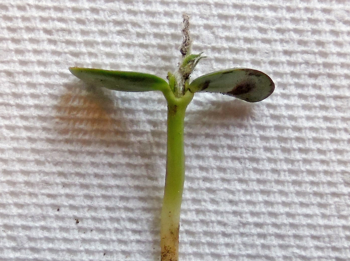 Soybean seedling