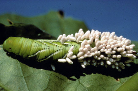 Tomato hornworm Tomato hornworm