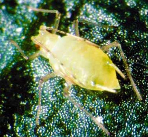 Foxglove aphid Foxglove aphid