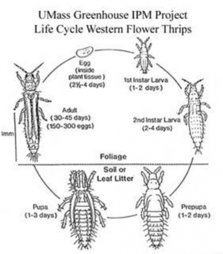 Thrips life cycle Thrips life cycle
