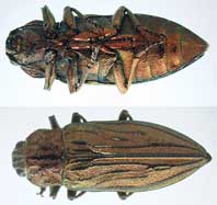 chalcophora