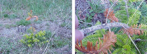 Pales weevil damage Pales weevil damage