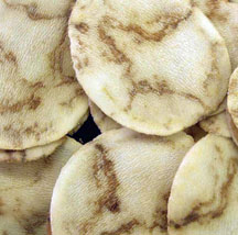 potato virus potato virus