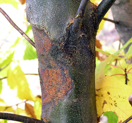 Chestnut blight