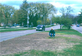 Grub damage on turfgrass Grub damage on turfgrass