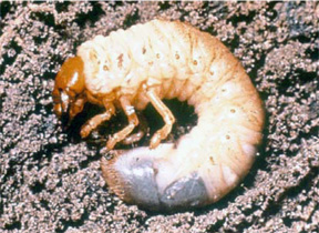 Grub Grub