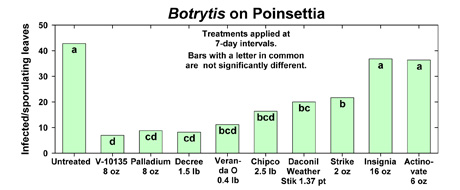 Botrytis on poinsettia Botrytis on poinsettia