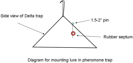 Diagram for mounting lure in pheromone trap