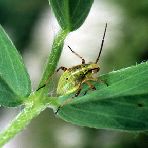 Tarnished plant bug. Tarnished plant bug.