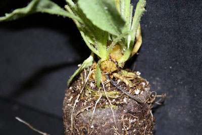 crown gall crown gall