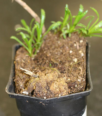 yarrow gall yarrow gall