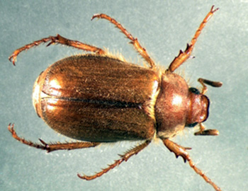 European chafer adult European chafer adult