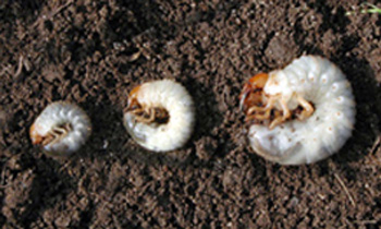 White grub instars White grub instars