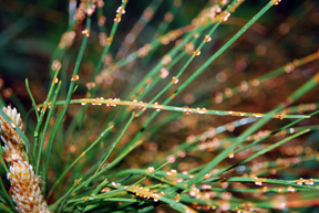 Orange blisters Orange blisters