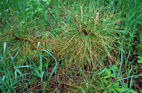 Seedling with pine needle rust Seedling with pine needle rust