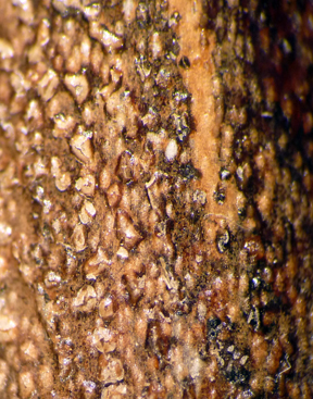 Fruiting structures Fruiting structures