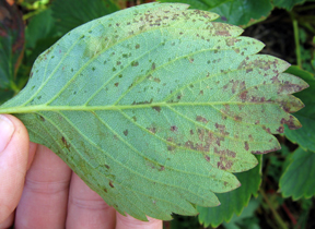 Angular leaf spot Angular leaf spot
