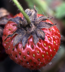 Strawberry black cap Strawberry black cap