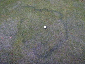 Fairy ring Fairy ring