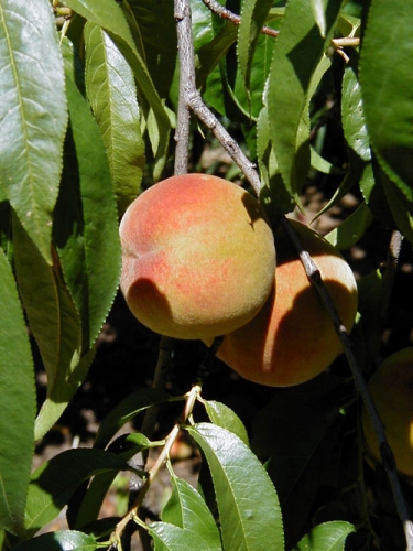 Peach fruit Peach fruit