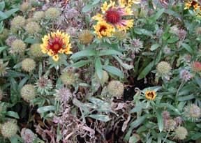 dieback