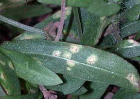 Gaillardia foliage