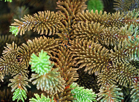 Bronzing of fraser fir Bronzing of fraser fir