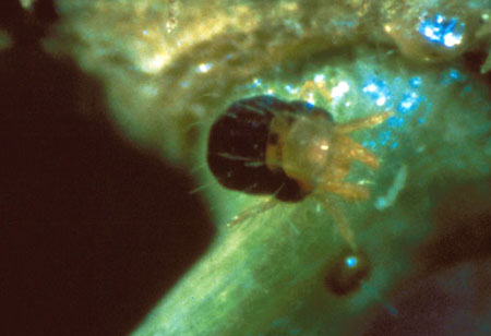 Spruce spider mite Spruce spider mite