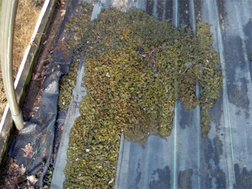 Cyanobacteria growing in a polyhouse