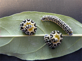 dogwood sawfly