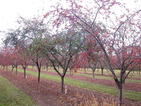 Montmorency tree defoliated by CLS causing underdeveloped fruit.