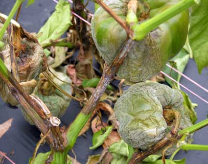 Phytophthora on pepper