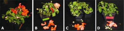 Ethylene damage to plants