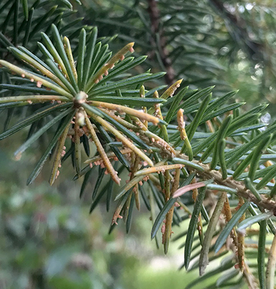 spruce needle rust
