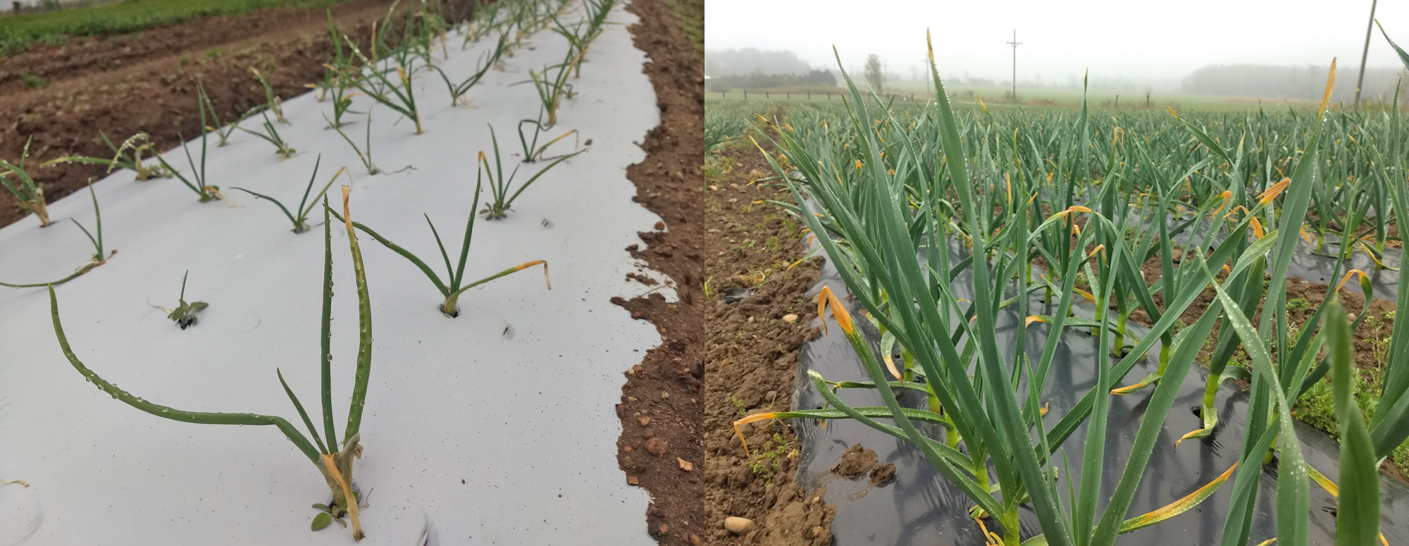 Onions and garlic in field.