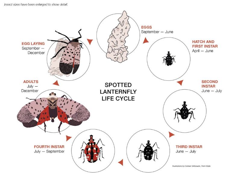 Image depicting the life cycle of the spotted lanternfly. Eggs start the cycle from October through June; the hatch and instar phase is from May through June; the second and third instar phases are June through July; the fourth instar is July through September. Adults mature July through December, with egg laying in September through December.