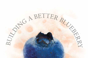Building a better blueberry: A Spartan breeder perfects one of Michigan's finest fruits