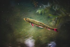 Examining the impact of climate change on freshwater fish