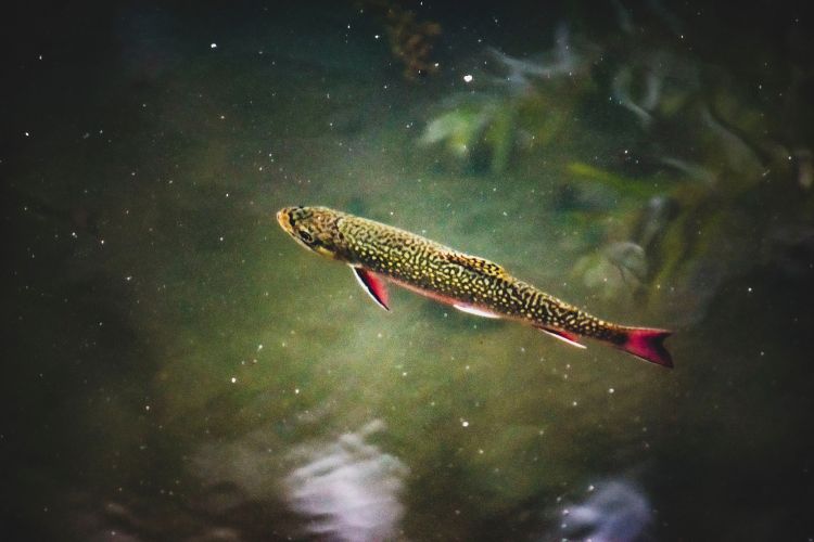 A trout in water